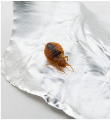bedbugs treatment Brisbane