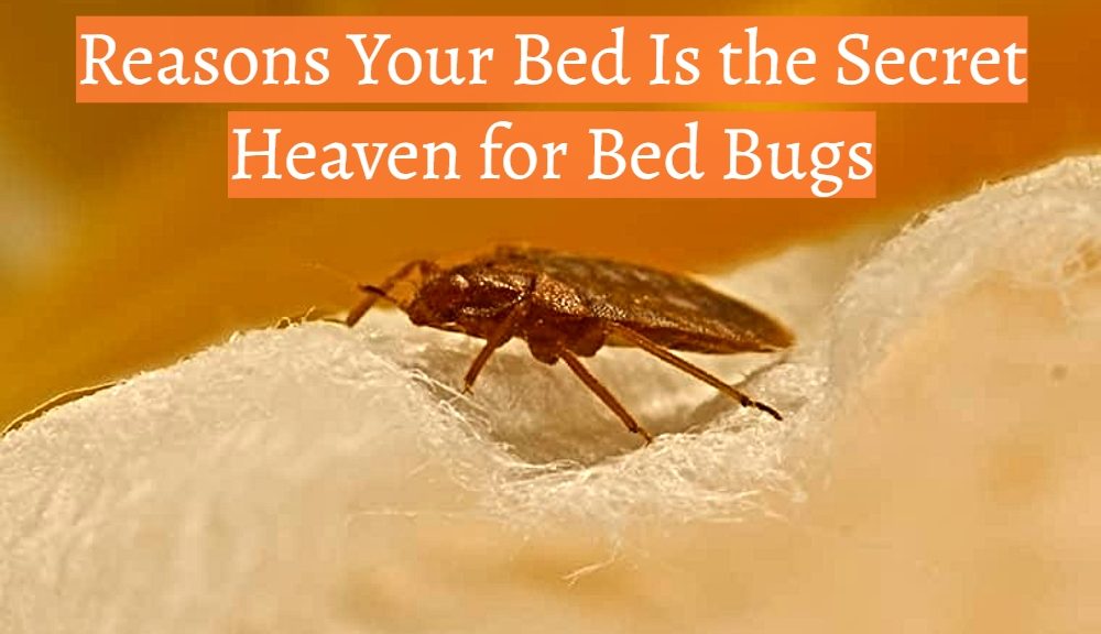 bed bugs pest control near me