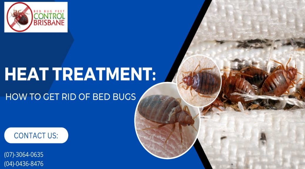 bed bug inspections in Brisbane