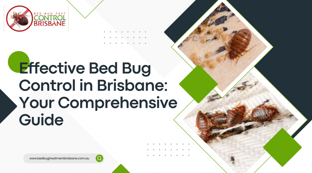 Effective Bed Bug Control in Brisbane: Your Comprehensive Guide